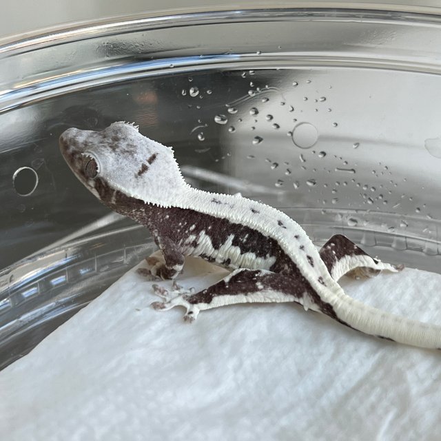 White Lilly Axanthic