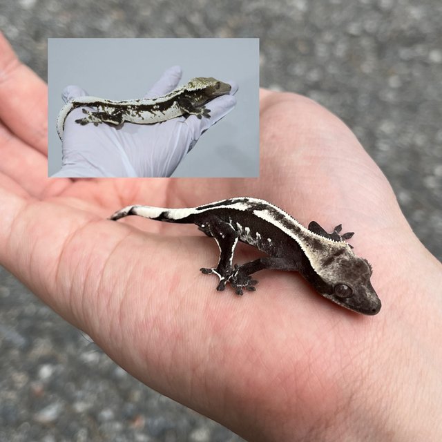 White Spot Axanthic
