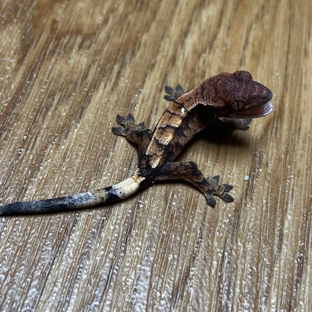 트라이 세이블