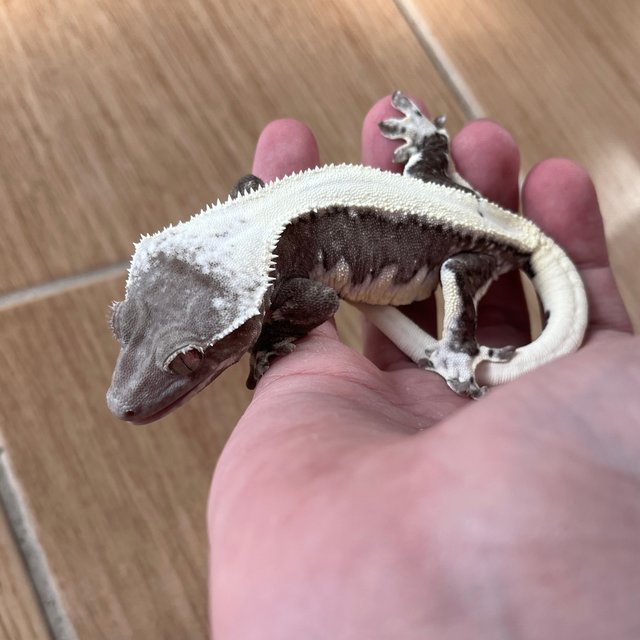 릴잔틱 솔리드백 드리피