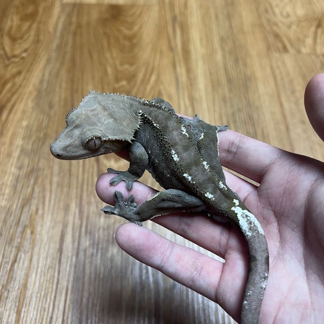 아잔틱