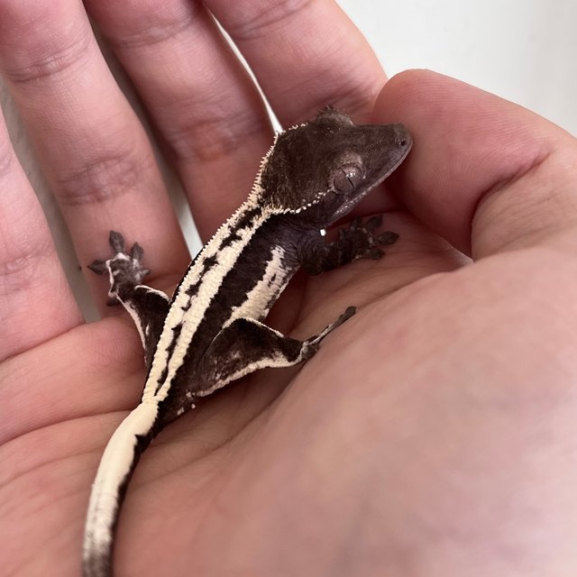 Frappuccino Axanthic