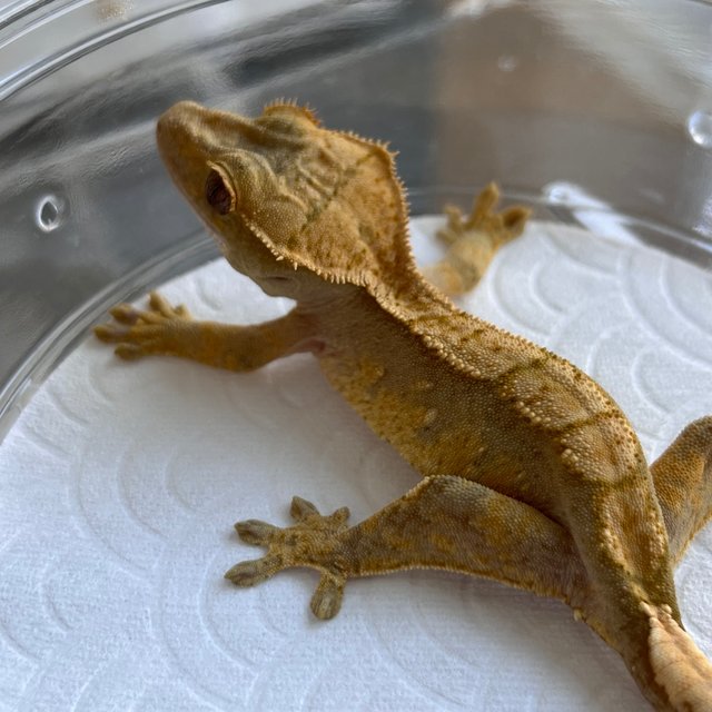 Hypo