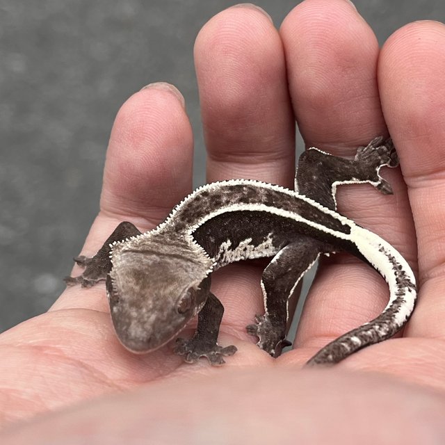 Axanthic White Spot Super Stripe