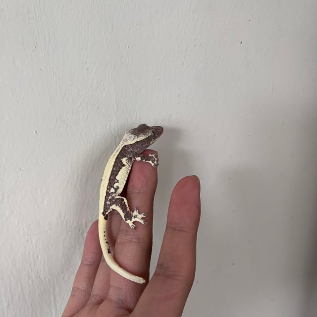 릴잔틱 솔리드백