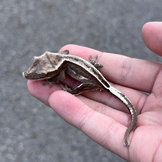 Super Stripe Full Pinstripe Quad Axanthic