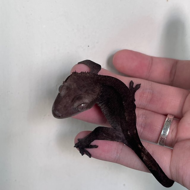 Axanthic Dark