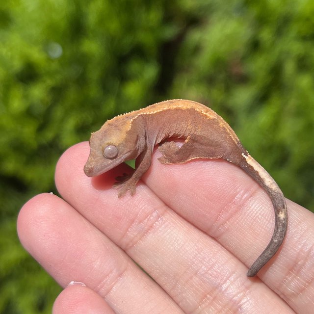 Hypo Cappuccino