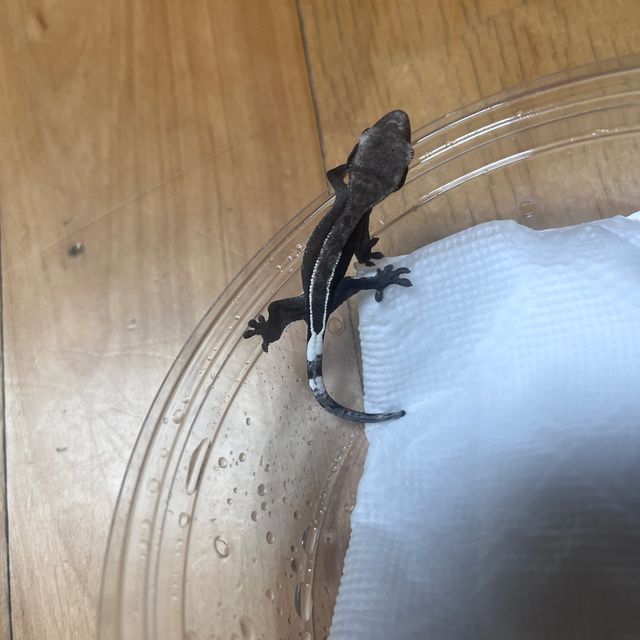아잔틱