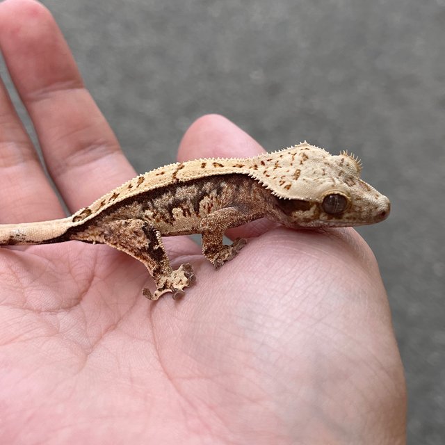 White Spot Drippy 100% Het Axanthic White