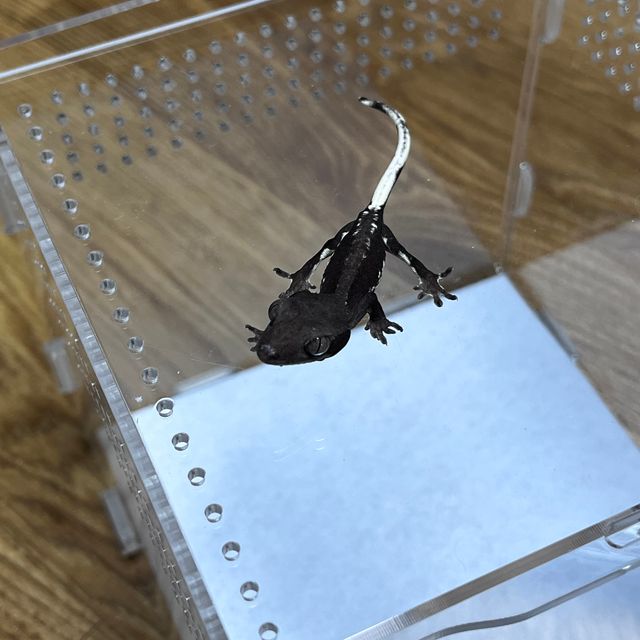 다크 팬텀 릴잔틱