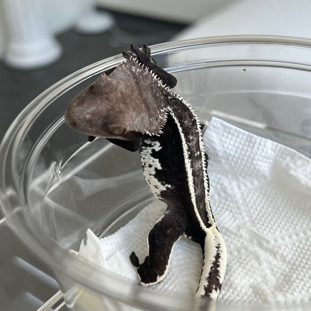 Super Stripe Axanthic White Spot