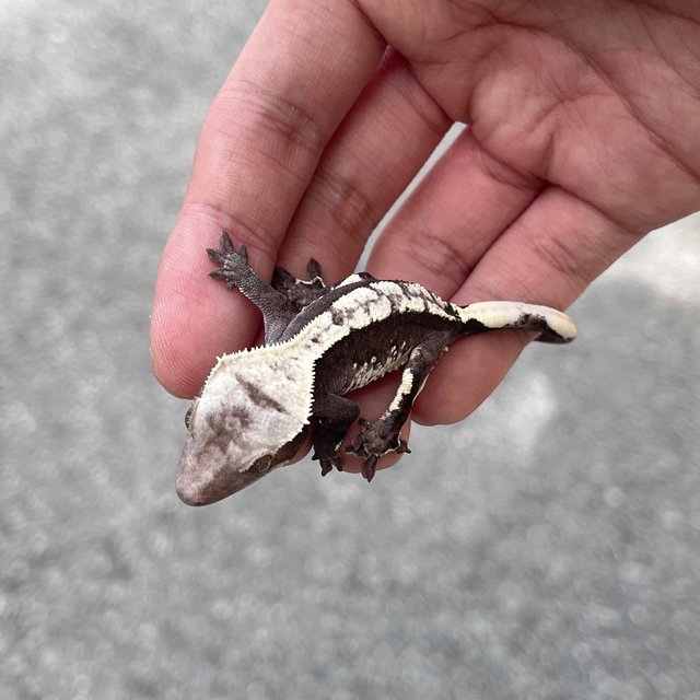 Axanthic White Spot