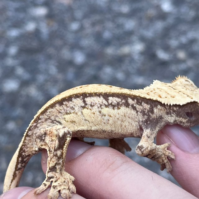 100% Het Axanthic Drippy White Spot