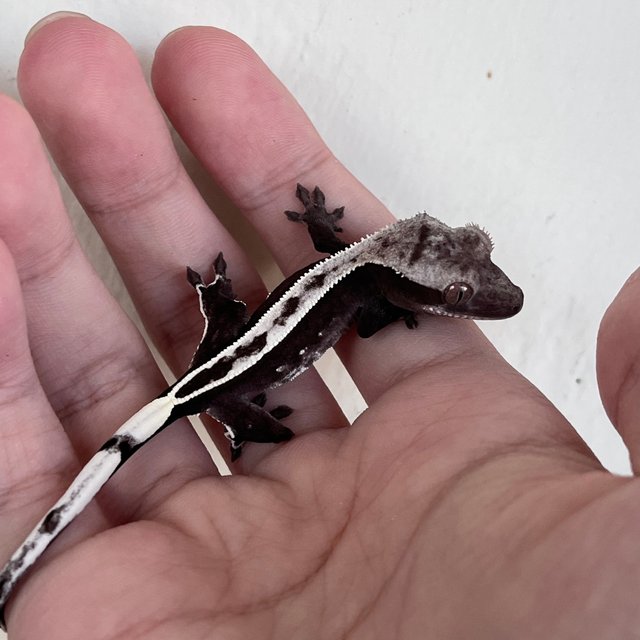 아잔틱 화이트스팟 화이트 풀핀