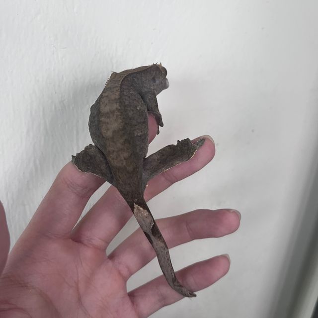 챠콜