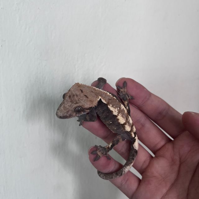 세이블 다크