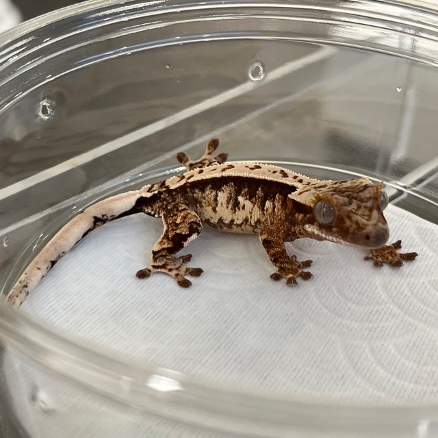 White White Spot 100% Het Axanthic