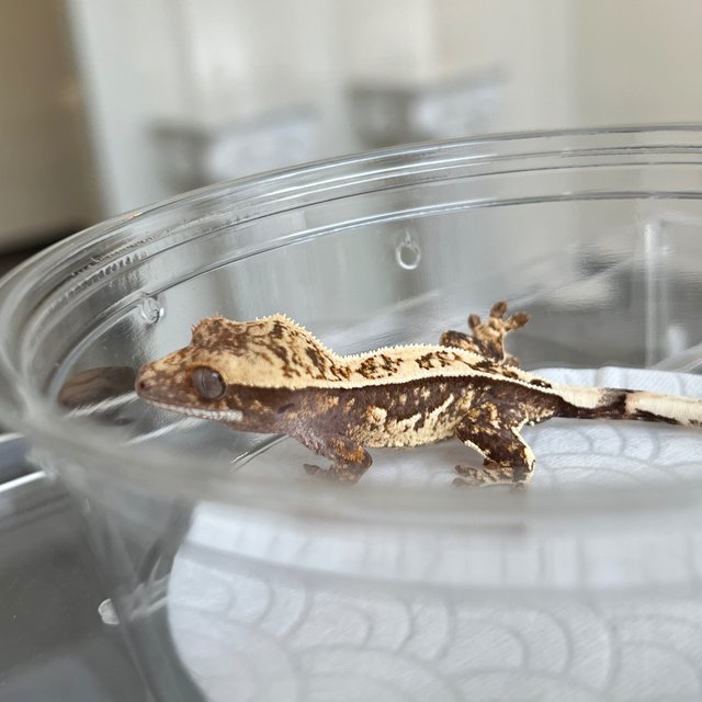 White Spot 100% Het Axanthic