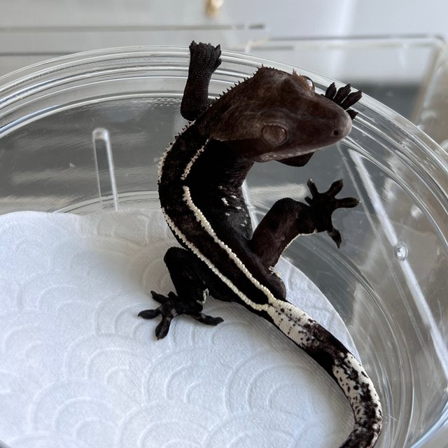 Pinstripe Axanthic