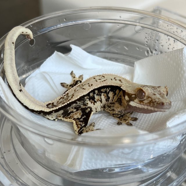 Drippy White Spot 100% Het Axanthic