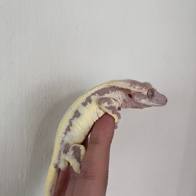 릴리 세이블 100%헷아잔틱 솔리드백