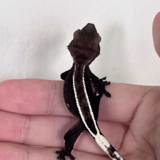Axanthic Full Pinstripe