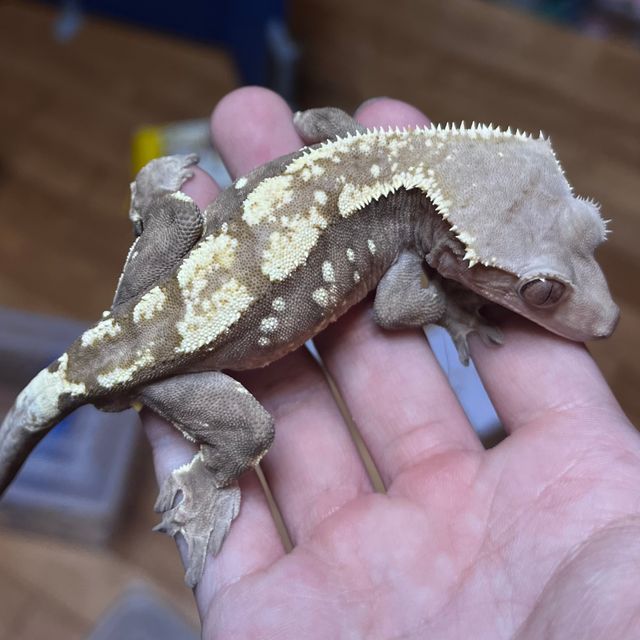 세이블