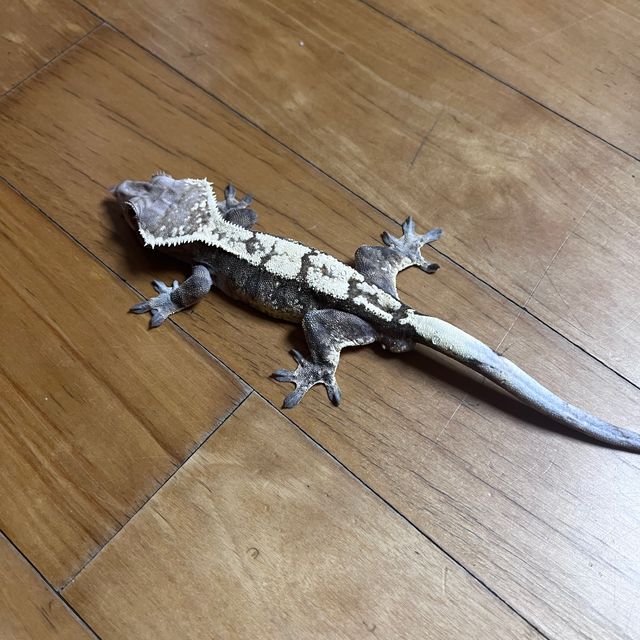 트라이 세이블