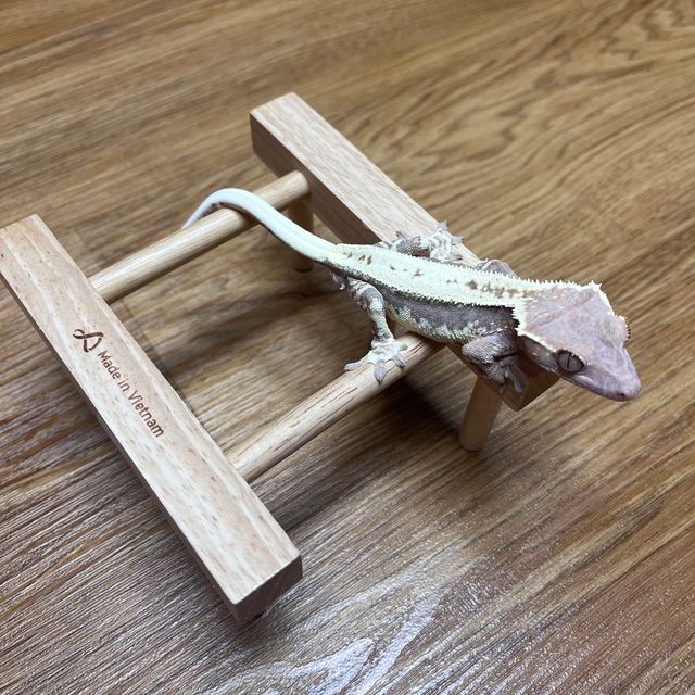 프라푸치노