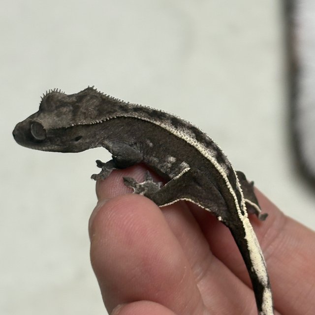 Axanthic