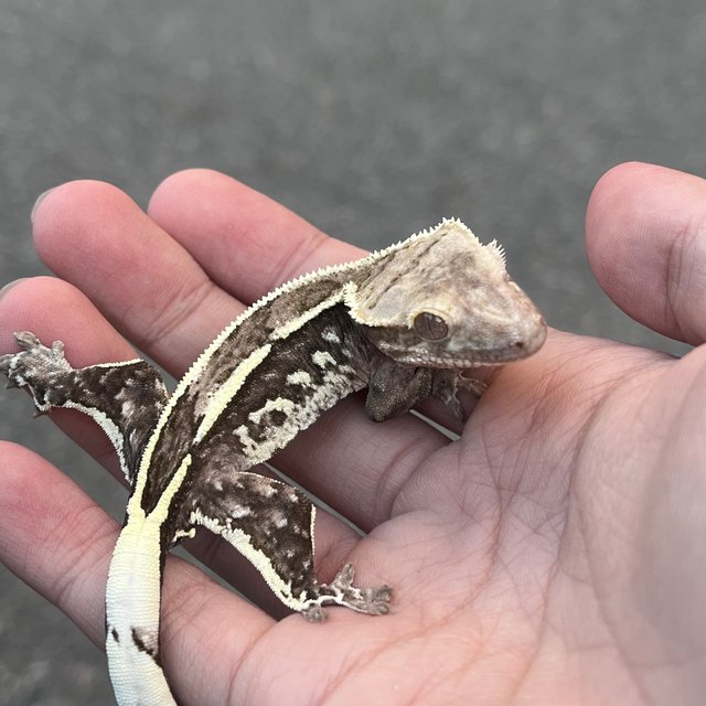 Axanthic White Spot Quad