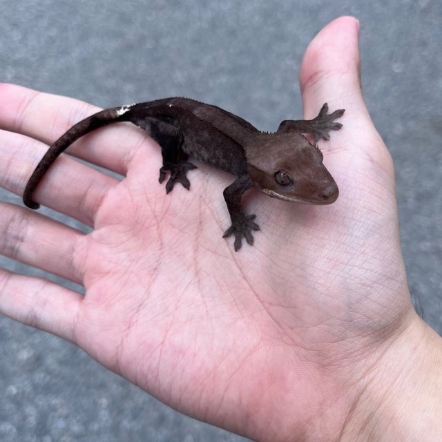 Axanthic