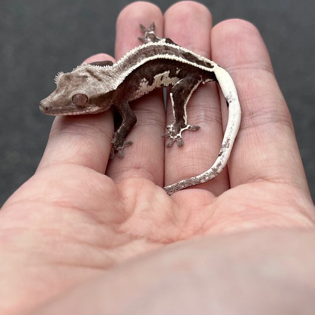 Axanthic Full Pinstripe White Spot