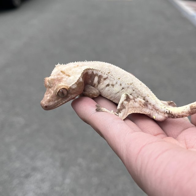 Drippy White Spot Solid Back Sable