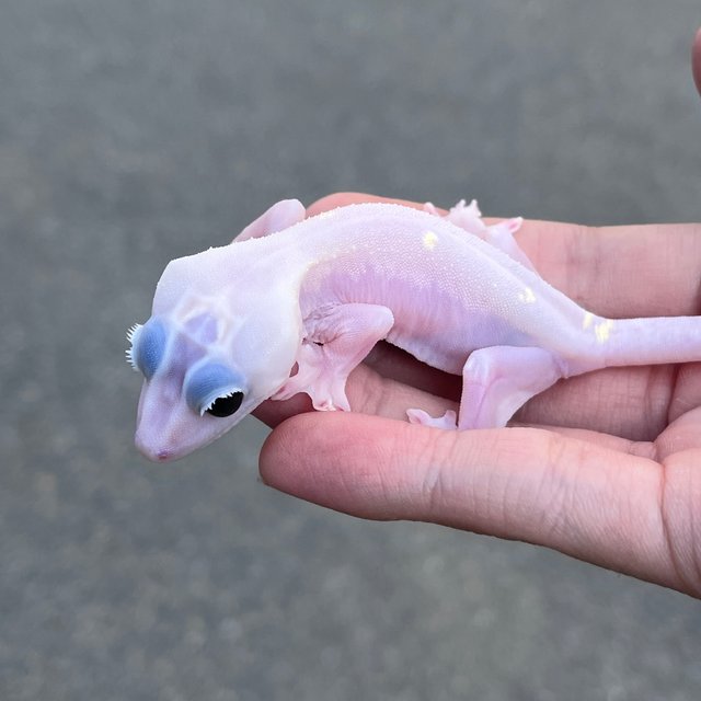 Super Hypo