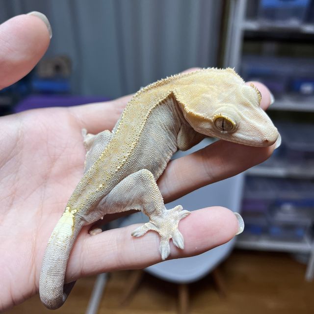 하이포 카푸치노