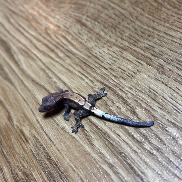세이블