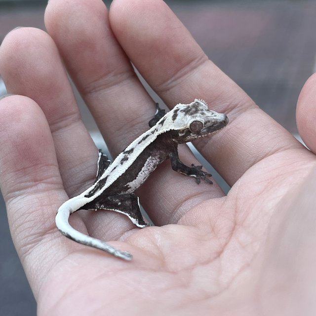 Axanthic Quad White