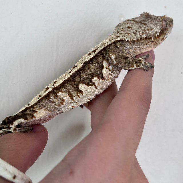 100% Het Axanthic White Spot White