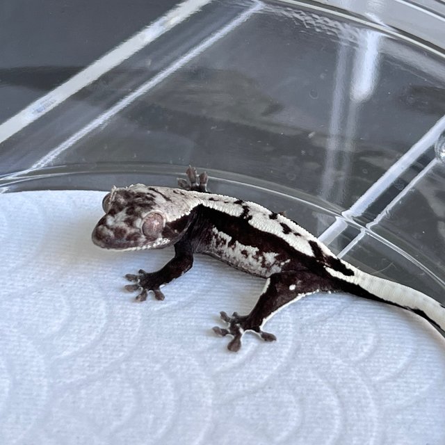 Axanthic Quad White Spot