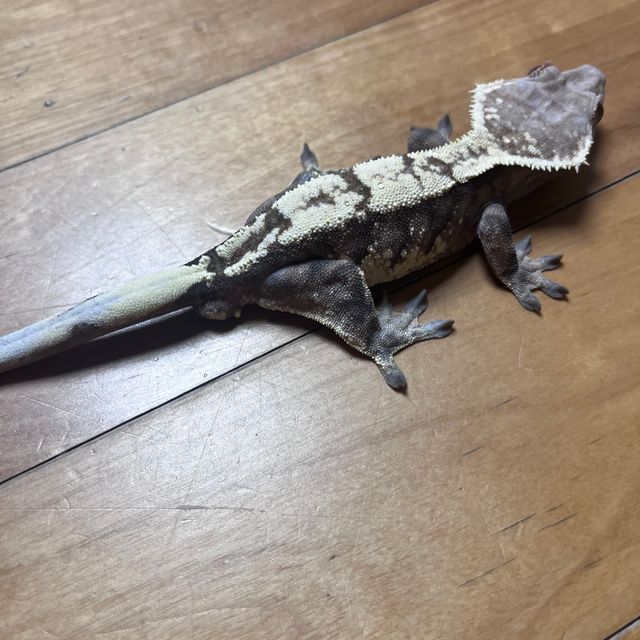트라이 세이블