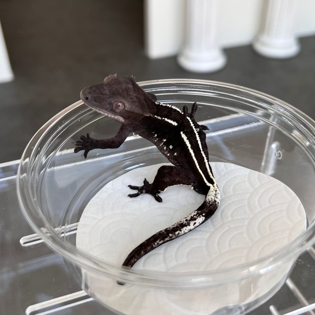 Pinstripe Axanthic