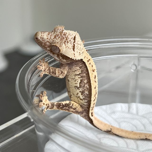 100% Het Axanthic White Spot
