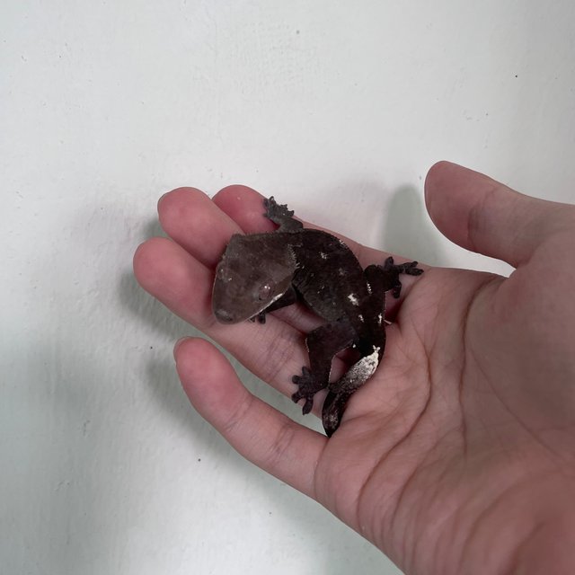Axanthic