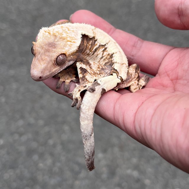 Drippy White Spot Sable