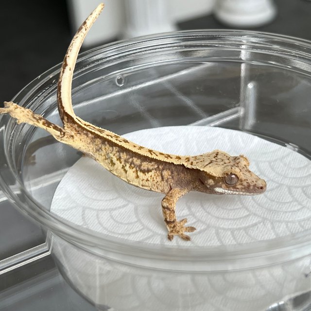 100% Het Axanthic White White Spot