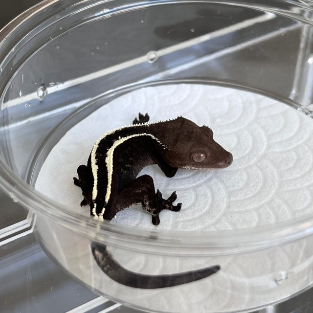 Sable Axanthic
