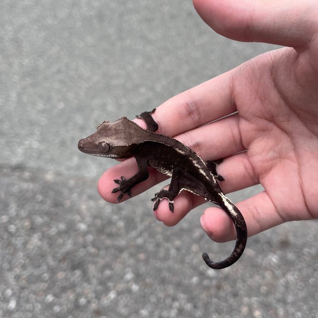 Axanthic Cappuccino