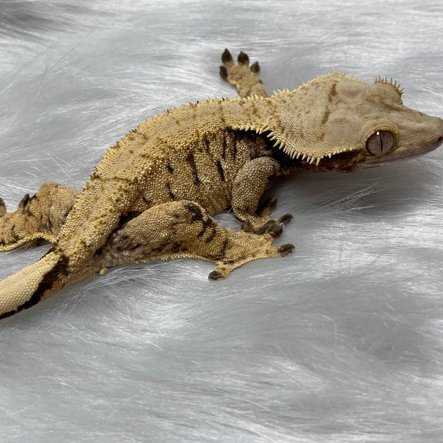 트라이 익스트림할리퀸 화이트스팟 텐저린